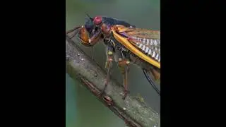 Армия красноглазых цикад атакует США каждые 17 лет ⚔️🦗