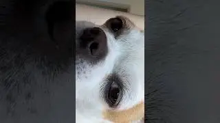 У кого такой есть?🐶 #жиза #рек #тренды #юмор #смешно #music #рекомендации #shorts