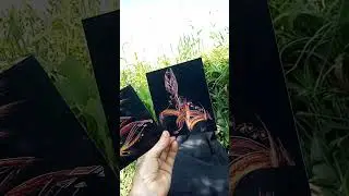 Zaba цветы из Димерджи