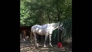 Конный дворик