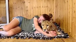 Masha and Gerda slept together in the enclosure for the first time!