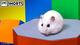 🐹 HAMSTER NINJA WARRIOR - World’s Most Dangerous Obstacle course 