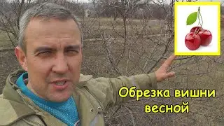 Pruning cherry trees in spring
