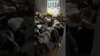 Кошачий отряд