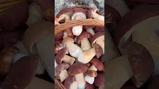 Такого ГРИБНОГО ШОКА никто УВИДЕТЬ НЕ ОЖИДАЛ! Сказочная Карелия