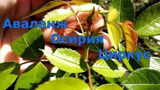 Высадка и обзор чайно-гибридных роз Осирия, Аваланж и Циркус