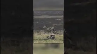 Зебра Подскользнулась, и Стала Добычей Львов