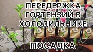 Посадка ГОРТЕНЗИЙ ИЗ ХОЛОДИЛЬНИКА