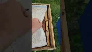 феномен на пасеке слабая семейка очень удивила 😳🐝🐝