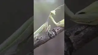 Самка богомола съедает самца?