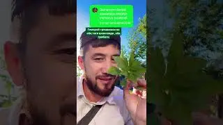 Гемаройга фойдали усимлик таркатамиз хамма билсин ва Лайк✊😉