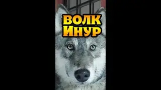 Волк Инур. Inur RusWolfDog. Шикарный волкособ.