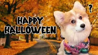 Best Talking Corgi Videos! (October 2024)