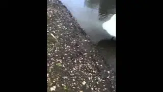 Scary swan : Part 2