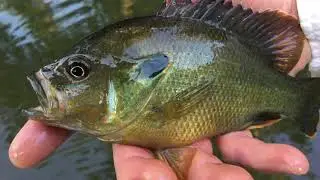 All-time Best Lure for Creek Fishing?