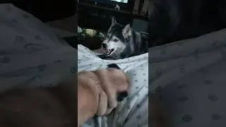 Прикроватные распри