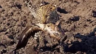 Incredible, the Leopard catches fish, an owl and a baboon in a tree!