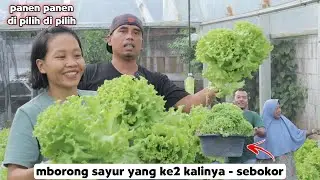 ikutan panen - nyempil sayuran se-bokor !!