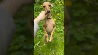 Левретка 🐿️