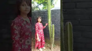 Big Cactus 🌵