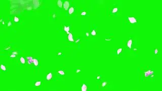Cherry Blossom Petals Falling Green Screen | EveryThing Green Screen