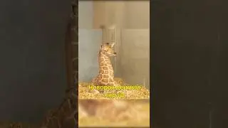 🦒Жирафенок Хочет Спать💤