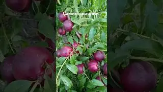 Самий смачний нектарин #сад #садівництво #максимгаранжа #garden #peach #нектарин