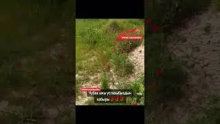 ЧУБАК ажы устазыбыздын нурлуу кабыры 16.05.2024