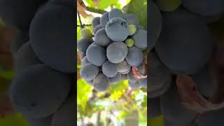 🍇 🍇 🍇