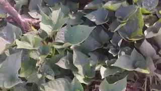 pé de batata doce
