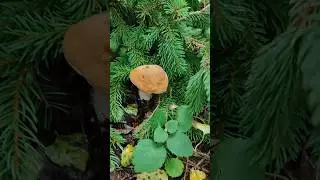 Грибник не заметил Белый гриб! А я заметил:) #trending #лето #грибы #лес #nature #forest #природа