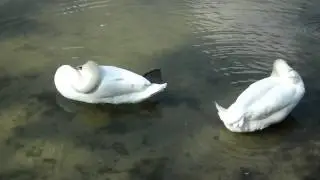 ФУТАЖ ЛЕБЕДИ 2