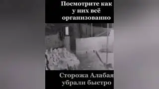 Стая волков убили Алабая.И у людей загрызли овцу. Нападения на отару. Алабай убит