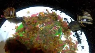 Grove Snail Feeding