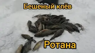 Глухозимье.Ротан в феврале Леска трещит от рыбы