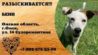Пропала собака! БЕНИ. Омская область, г.Омск.