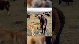 Чистокровный алабай ПРОИГРАЛ, но не волку😨🔥🐶