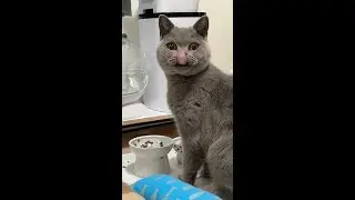 Настоящая Кошачья Жизнь. Коты и Кошки. Видео про котов. Сериал про кошек.
