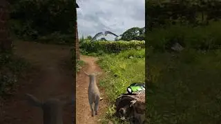 Lamb Falcon Tit #shortsviral #shortsfeed #youtubeshorts