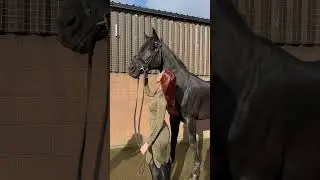 horses are so majestic
