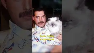 😻Фредди Меркьюри и Его Любовь к Кошкам😽 