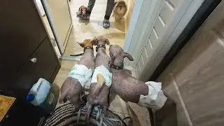 Three naked Mexicans ended up in a shelter, and no, this is not the beginning of a joke!