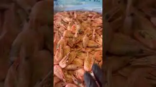 Привоз северных креветок