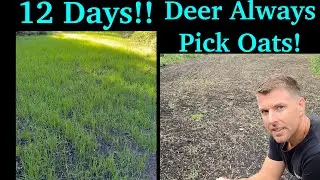 Oats Food Plot Update | Bucks #1 Fall Food Plot | Deer Can't Resist!