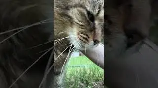 Meow #7