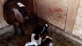 Коза окотилась, принесла 3-х козлят🐐🐐🐐