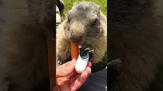 A good view and a good munch 😎 #Insta360 #marmot #funny #memes #pov #wildlife #mukbang #shorts #fyp