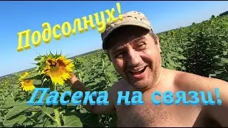 ✅ Подсолнух 3 км, есть ли пчела на нем! Пасека на связи! #ПЧЕЛОВОДСТВО3