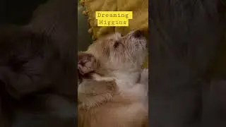 Puppy dreams