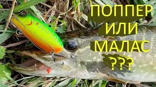 🔥 ПОППЕР или МАЛАС (часть 1)? Два легендарных воблера, какой выберет щука? Рыбалка на топвотеры 🔥